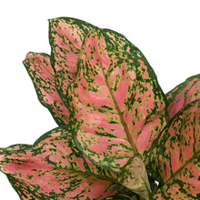 Load image into Gallery viewer, Aglaonema, 6in, Red Valentine
