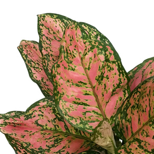 Aglaonema, 6in, Red Valentine