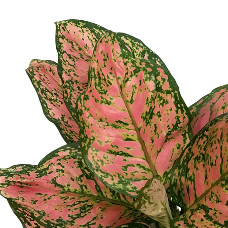 Aglaonema, 6in, Red Valentine