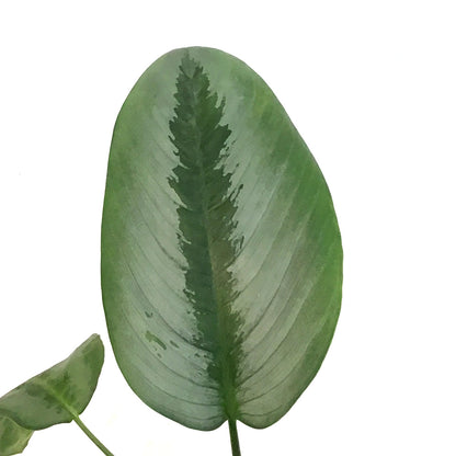 Schismatoglottis, 4in, Sarawak