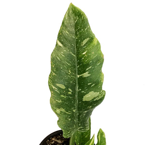 Philodendron, 4in, Ring of Fire Gold