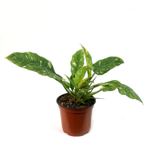 Philodendron, 4in, Ring of Fire Gold