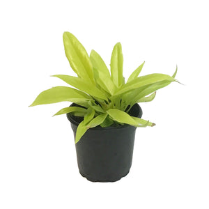 Philodendron, 4in, Ring of Fire Gold