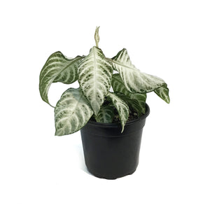 Zebra, 4in, Snow White