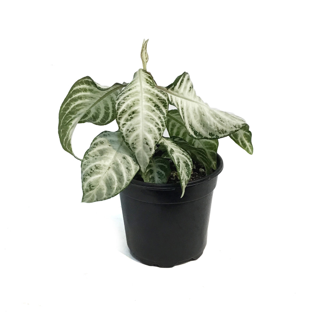 Zebra, 4in, Snow White