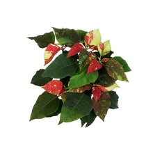 Load image into Gallery viewer, Poinsettia, 6in, Poker Red &amp; Marble
