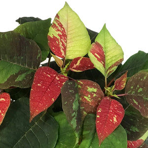 Poinsettia, 6in, Poker Red & Marble