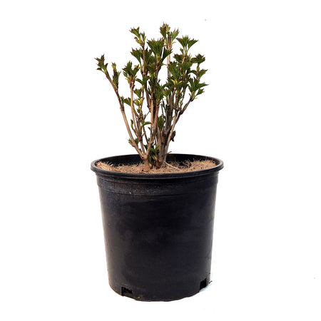 Dogwood, 2 gal, Redosier®