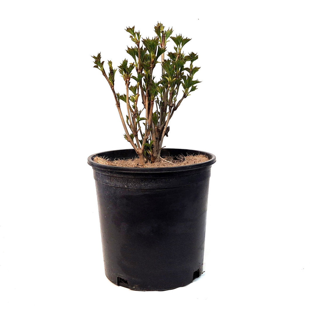 Dogwood, 2 gal, Redosier®