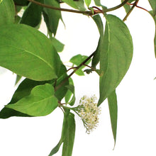 Load image into Gallery viewer, Dogwood, 2 gal, Redosier®
