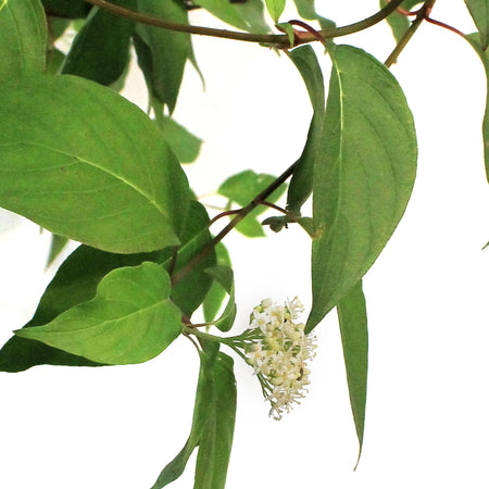 Dogwood, 2 gal, Redosier®