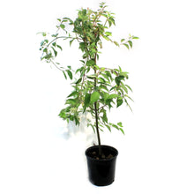 Load image into Gallery viewer, Dogwood, 2 gal, Redosier®
