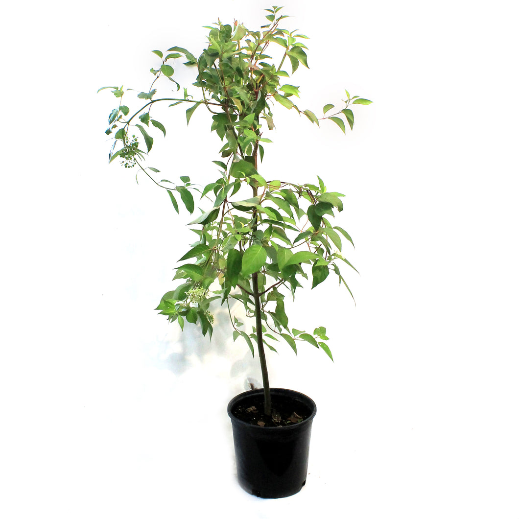 Dogwood, 2 gal, Redosier®