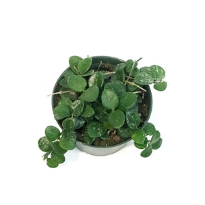 Hoya, 6in, Mathilde