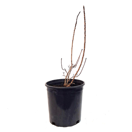 Smokebush, 2Gal, Velveteeny Purple
