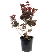 Smokebush, 2Gal, Velveteeny Purple