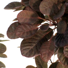 Load image into Gallery viewer, Smokebush, 2Gal, Velveteeny Purple
