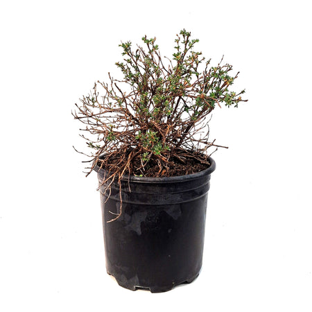 Smokebush, 2Gal, Royal Purple