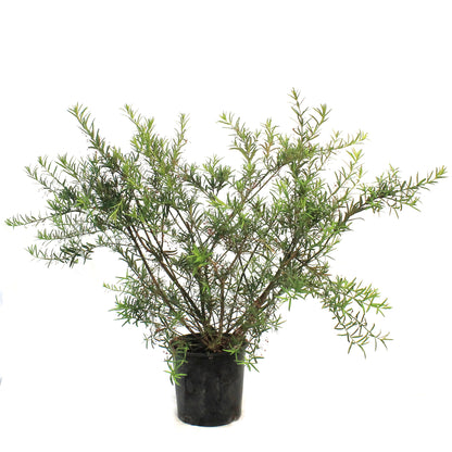 Burning Bush, 2 gal, Turkestan
