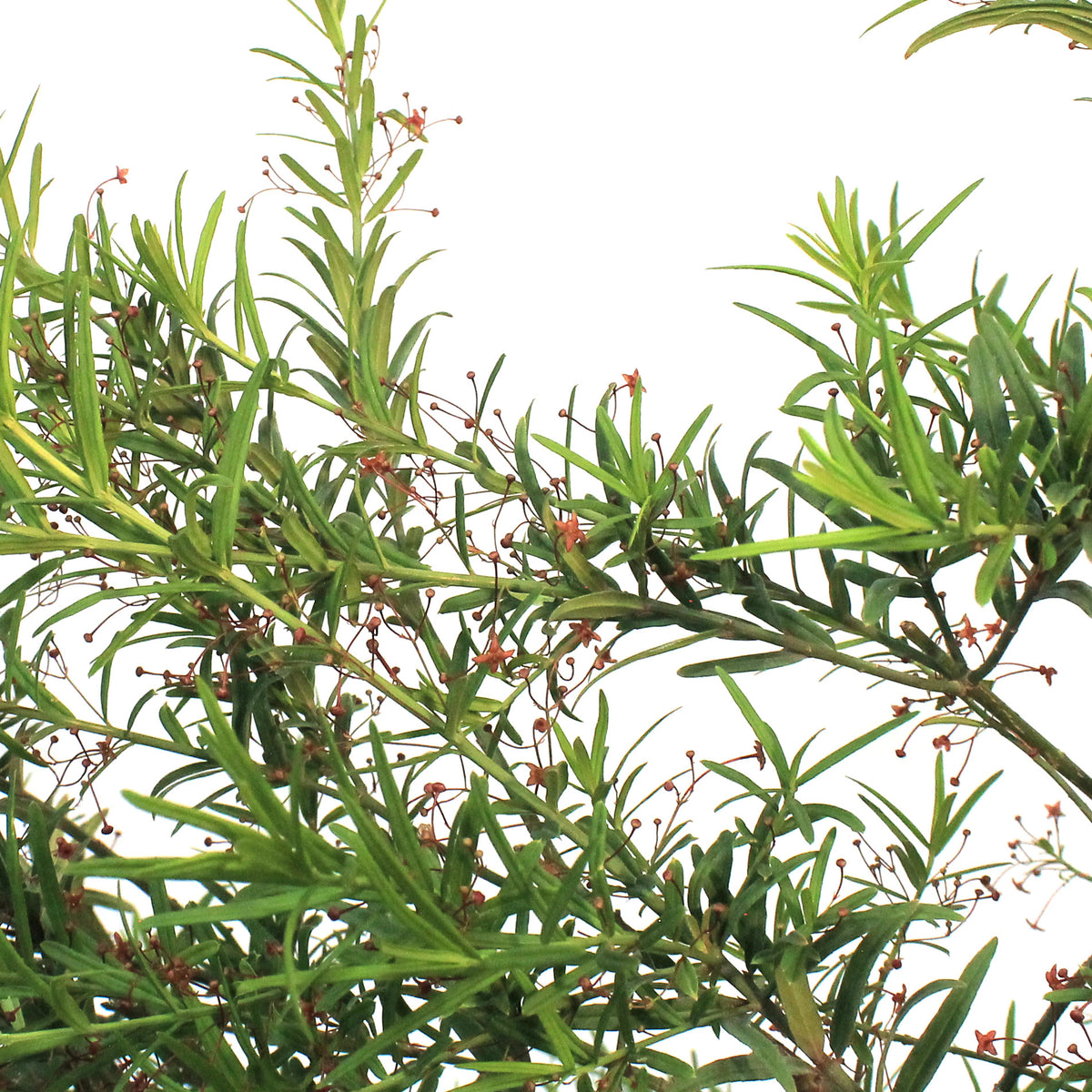 Burning Bush, 2 gal, Turkestan