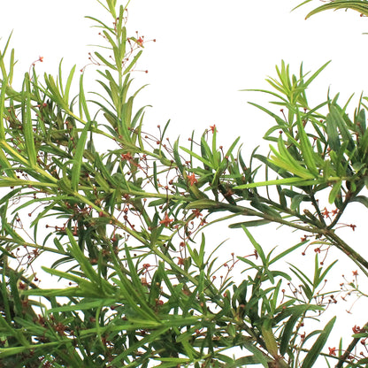 Burning Bush, 2 gal, Turkestan