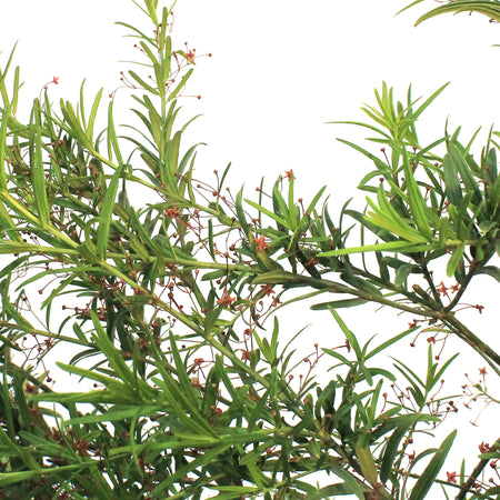 Burning Bush, 2 gal, Turkestan