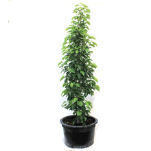 Load image into Gallery viewer, Crabapple, 10 gal, Flowering, Green Wall®
