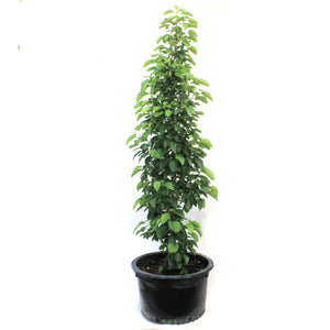 Crabapple, 10 gal, Flowering, Green Wall®