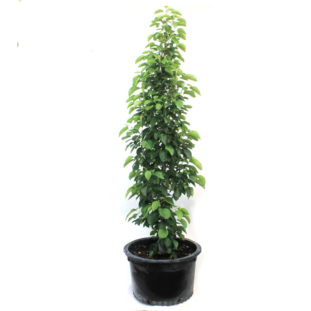 Crabapple, 10 gal, Flowering, Green Wall®