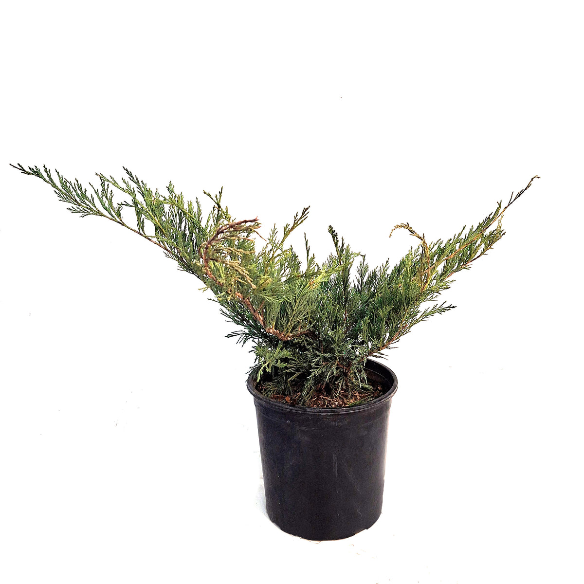 Juniper, 2 gal, Blue Danube
