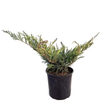 Load image into Gallery viewer, Juniper, 2 gal, Blue Danube

