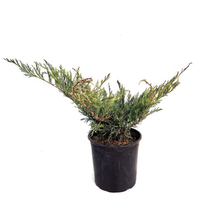 Juniper, 2 gal, Blue Danube