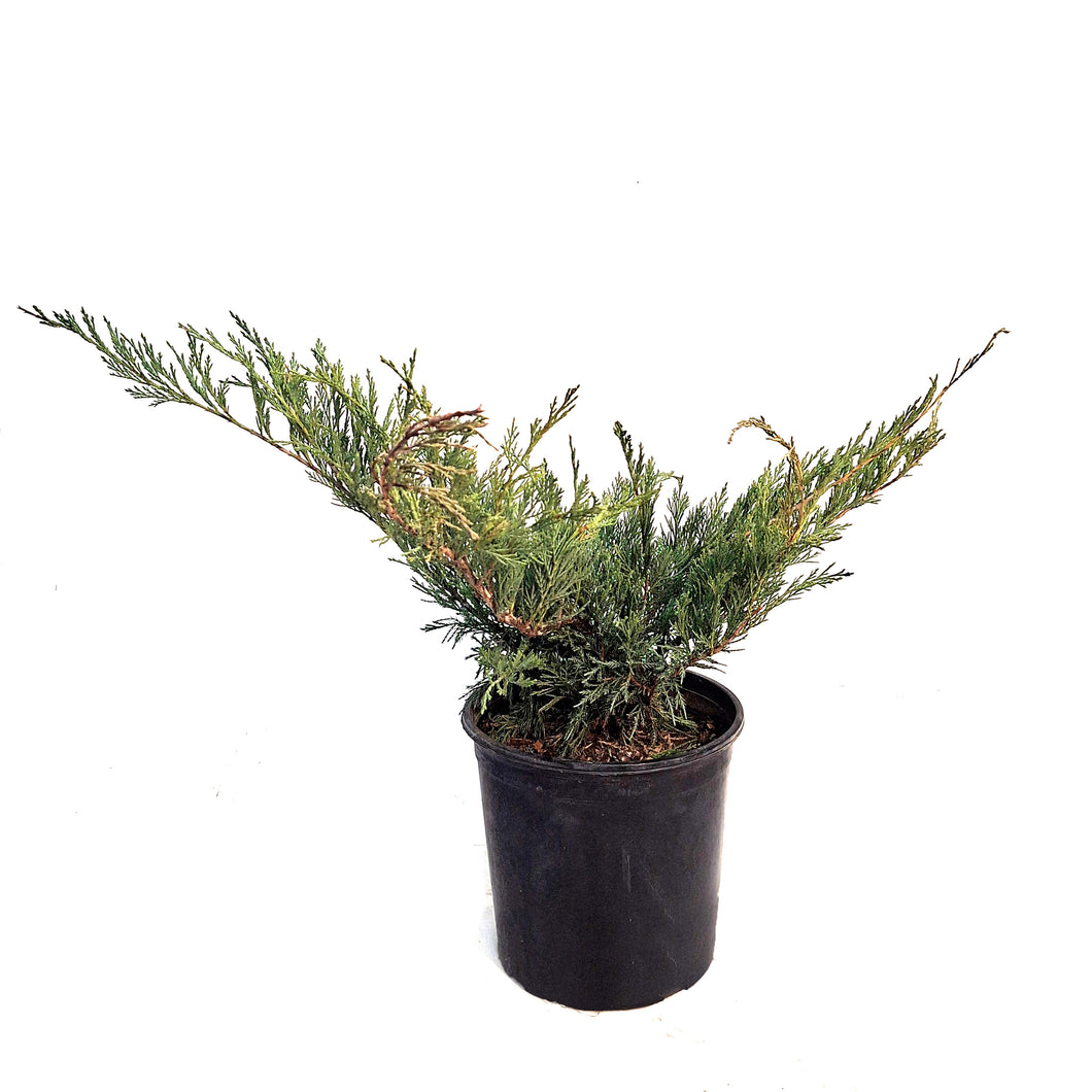 Juniper, 2 gal, Blue Danube
