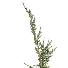 Load image into Gallery viewer, Juniper, 2 gal, Blue Danube
