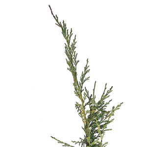 Juniper, 2 gal, Blue Danube