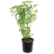 Load image into Gallery viewer, Currant, 2 gal, Ben Nevis Black
