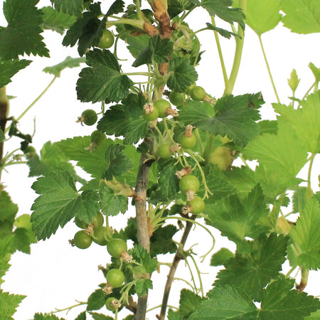 Currant, 2 gal, Ben Nevis Black