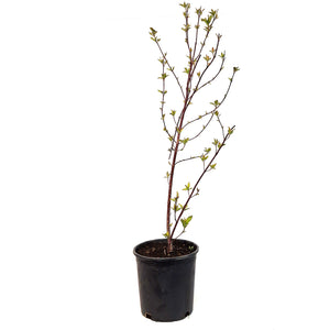 Potentilla, 2 gal, Summer Dawn