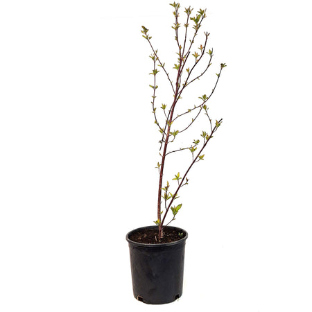Potentilla, 2 gal, Summer Dawn