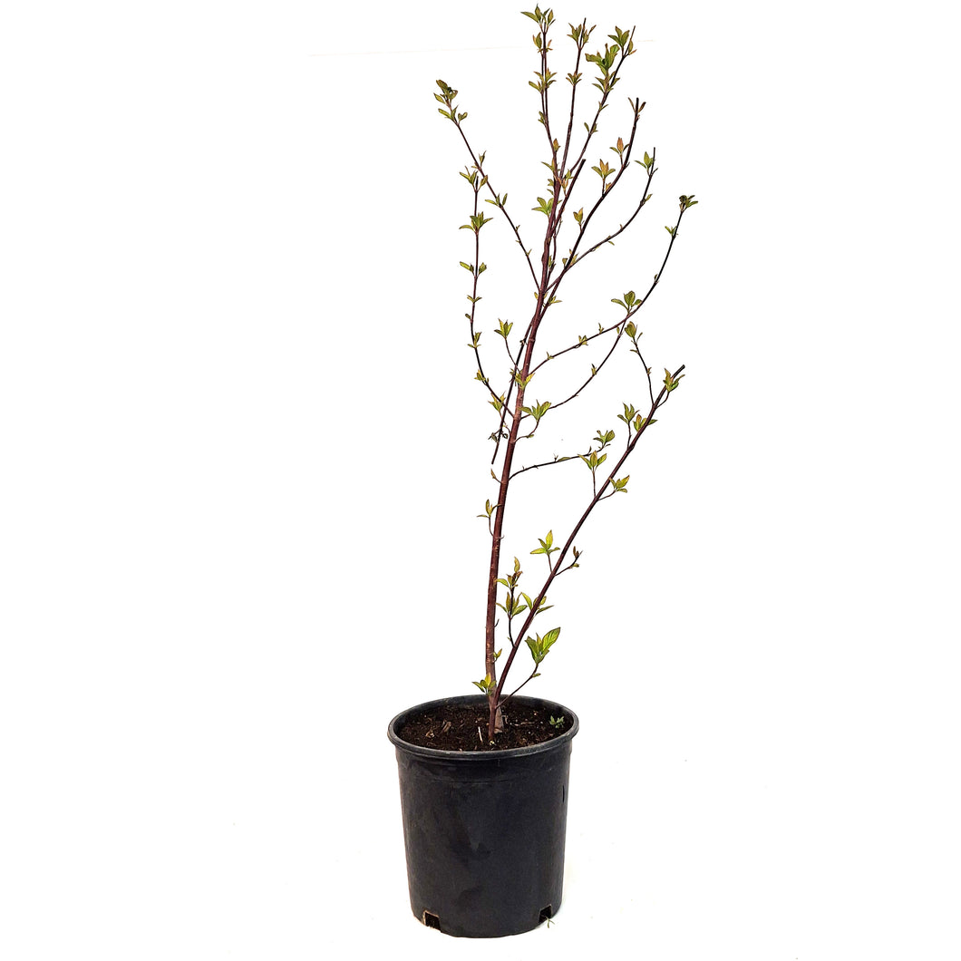 Potentilla, 2 gal, Summer Dawn
