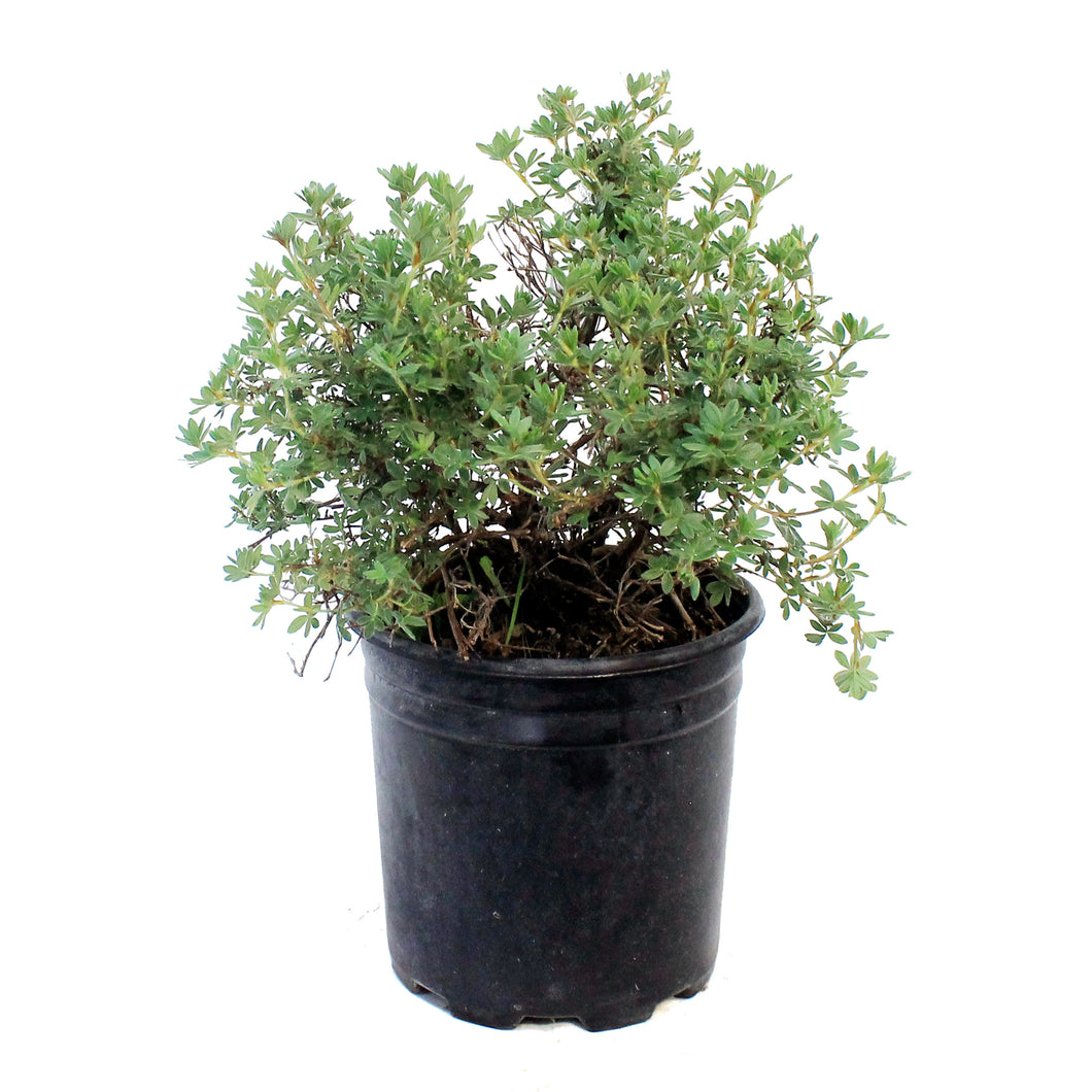 Potentilla, 2 gal, Summer Dawn