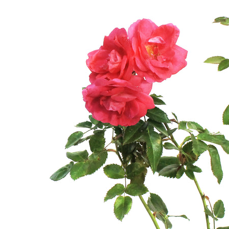 Rose, 2 gal, Felix Leclerc (GF)