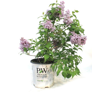 Lilac, 2 gal, Scentara Pura™