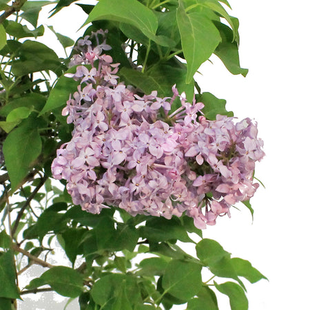 Lilac, 2 gal, Scentara Pura™