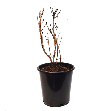 Cranberry, 2 gal, American Highbush Compact
