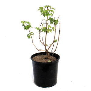 Cranberry, 2 gal, American Highbush Compact