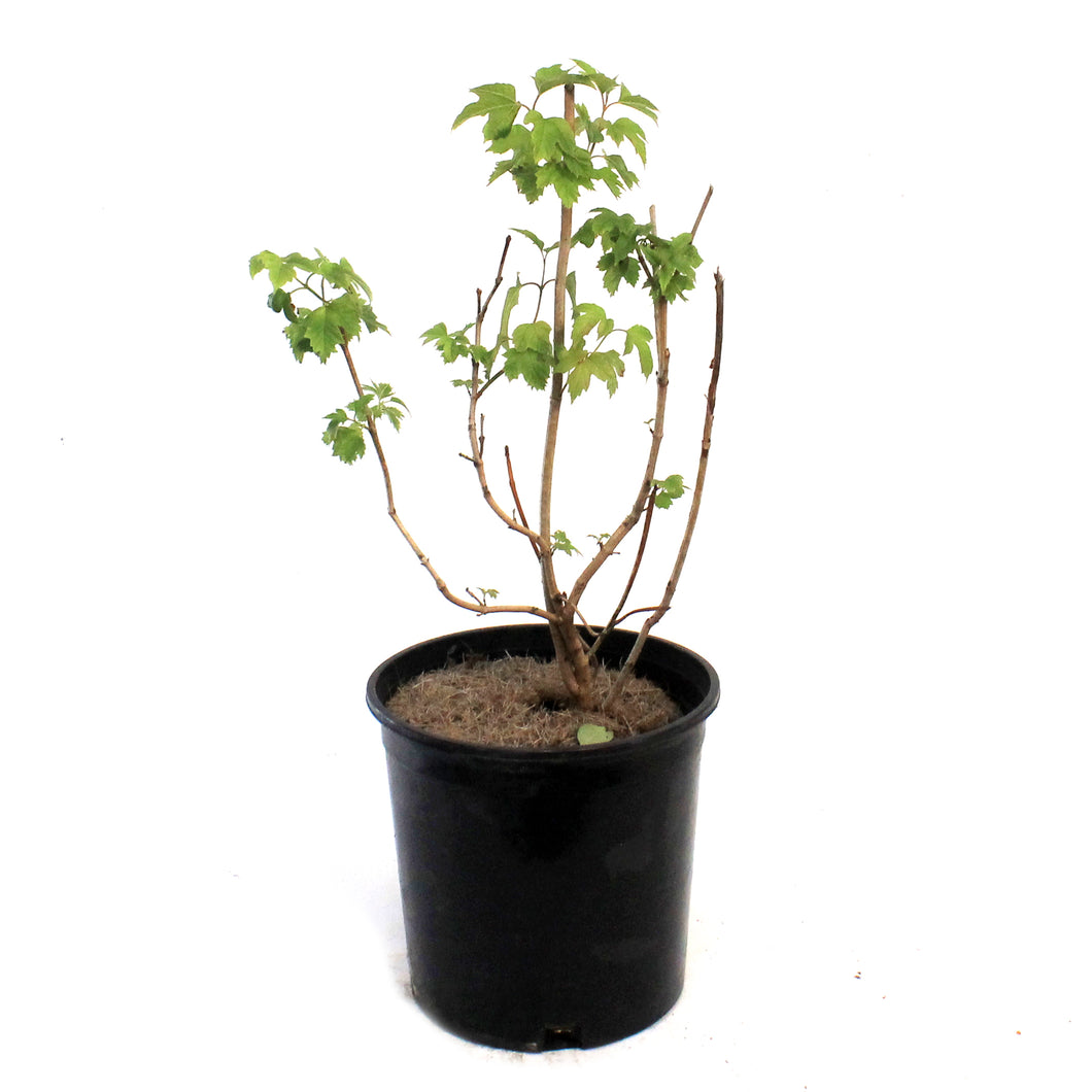 Cranberry, 2 gal, American Highbush Compact