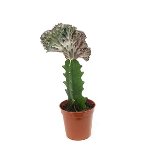 Cactus, 3.5in, Grafted, Crested