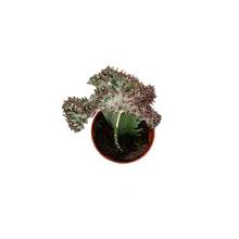 Load image into Gallery viewer, Cactus, 3.5in, Grafted, Crested
