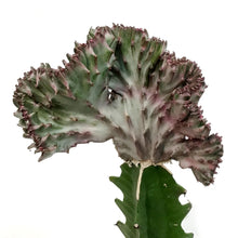 Load image into Gallery viewer, Cactus, 3.5in, Grafted, Crested
